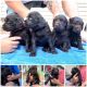 Boykin Spaniel Puppies for sale in Bamberg, SC 29003, USA. price: $1,000