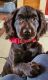 Boykin Spaniel Puppies for sale in Belton, SC 29627, USA. price: $1,500