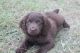 Boykin Spaniel Puppies for sale in Norman Park, GA 31771, USA. price: $70,000