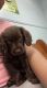Boykin Spaniel Puppies for sale in Moncks Corner, SC 29461, USA. price: $350