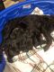 Boykin Spaniel Puppies for sale in Jacksonville, FL, USA. price: $800