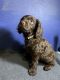 Boykin Spaniel Puppies for sale in Prosperity, SC 29127, USA. price: NA