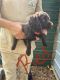 Boykin Spaniel Puppies for sale in Fairfax, SC 29827, USA. price: NA