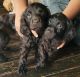 Boykin Spaniel Puppies for sale in Wilmer, AL 36587, USA. price: $350