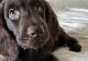 Boykin Spaniel Puppies for sale in Mims, Florida. price: NA