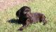 Boykin Spaniel Puppies for sale in Colorado Springs, CO, USA. price: NA