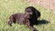 Boykin Spaniel Puppies for sale in New York, NY, USA. price: NA