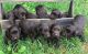 Boykin Spaniel Puppies for sale in Wilmington, OH 45177, USA. price: NA