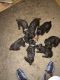 Boykin Spaniel Puppies for sale in Marshville, NC, USA. price: NA