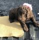Boykin Spaniel Puppies for sale in Baxley, GA 31513, USA. price: $900
