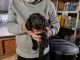 Boykin Spaniel Puppies for sale in Monroe, GA, USA. price: $600