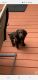 Boykin Spaniel Puppies for sale in Mauldin, SC, USA. price: $475