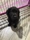 Boykin Spaniel Puppies for sale in Snellville, GA, USA. price: $4,000