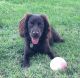 Boykin Spaniel Puppies for sale in Powell, TN 37849, USA. price: NA