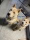 Boykin Spaniel Puppies for sale in Las Vegas, NV, USA. price: NA