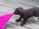 Boykin Spaniel Puppies for sale in London, KY, USA. price: NA