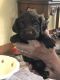 Boykin Spaniel Puppies for sale in Monroe, GA, USA. price: NA