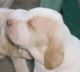 Bracco Italiano Puppies for sale in San Jose, CA, USA. price: $490