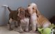 Bracco Italiano Puppies for sale in Honolulu, HI, USA. price: NA