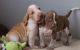 Bracco Italiano Puppies for sale in Los Angeles, CA, USA. price: NA