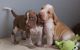 Bracco Italiano Puppies for sale in Boise, ID, USA. price: NA