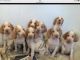 Bracco Italiano Puppies for sale in Washington, DC, USA. price: $475