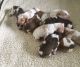 Bracco Italiano Puppies for sale in NJ-17, Paramus, NJ 07652, USA. price: $700