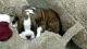 Bracco Italiano Puppies for sale in Fresno, CA, USA. price: $550