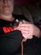 Brahma White-bellied Rat Rodents