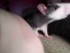 Brahma White-bellied Rat Rodents