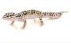 Brahminy blind snake Reptiles for sale in Livonia, MI, USA. price: NA