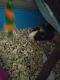 Brazilian Guinea Pig Rodents for sale in Las Vegas, NV, USA. price: $80