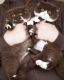 Brazilian Shorthair Cats for sale in California City, CA, USA. price: $800