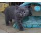 Brazilian Shorthair Cats for sale in Atlanta, GA, USA. price: NA
