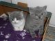 Brazilian Shorthair Cats for sale in Indianapolis, IN, USA. price: NA