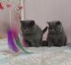 Brazilian Shorthair Cats