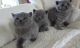 Brazilian Shorthair Cats for sale in Fontana, CA, USA. price: NA
