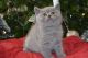 Brazilian Shorthair Cats for sale in New York County, NY, USA. price: $300