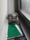 Brazilian Shorthair Cats for sale in 435 W 31st St, New York, NY 10001, USA. price: $800