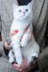 Brazilian Shorthair Cats for sale in Los Angeles, CA, USA. price: $1,500