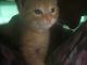 Brazilian Shorthair Cats for sale in Landover Hills, MD 20784, USA. price: $320