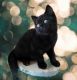 Brazilian Shorthair Cats for sale in Cranston, RI, USA. price: $1,950