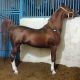 Brazilian Sport Horse Horses