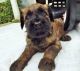 Briard Puppies for sale in San Diego, CA, USA. price: NA