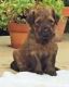 Briard Puppies for sale in New York, NY, USA. price: NA