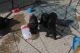 Briard Puppies for sale in Columbus, OH, USA. price: NA