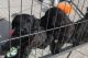 Briard Puppies for sale in Trenton, NJ, USA. price: NA