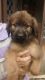Briard Puppies for sale in Alexandria, OH 43001, USA. price: $600