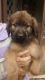 Briard Puppies for sale in Washington, DC, USA. price: $475