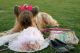 Briard Puppies for sale in Chandler, AZ 85225, USA. price: $400
